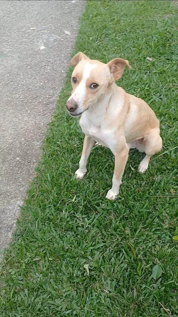 Cachorro ra a SRD-ViraLata idade 2 a 6 meses nome Falar com Alex - Whats 12 98225-0045