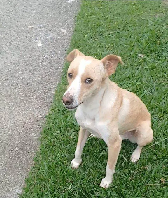 Cachorro ra a SRD-ViraLata idade 2 a 6 meses nome Falar com Alex - Whats 12 98225-0045