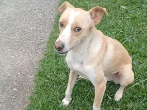 Cachorro raça SRD-ViraLata idade 2 a 6 meses nome Falar com Alex - Whats 12 98225-0045