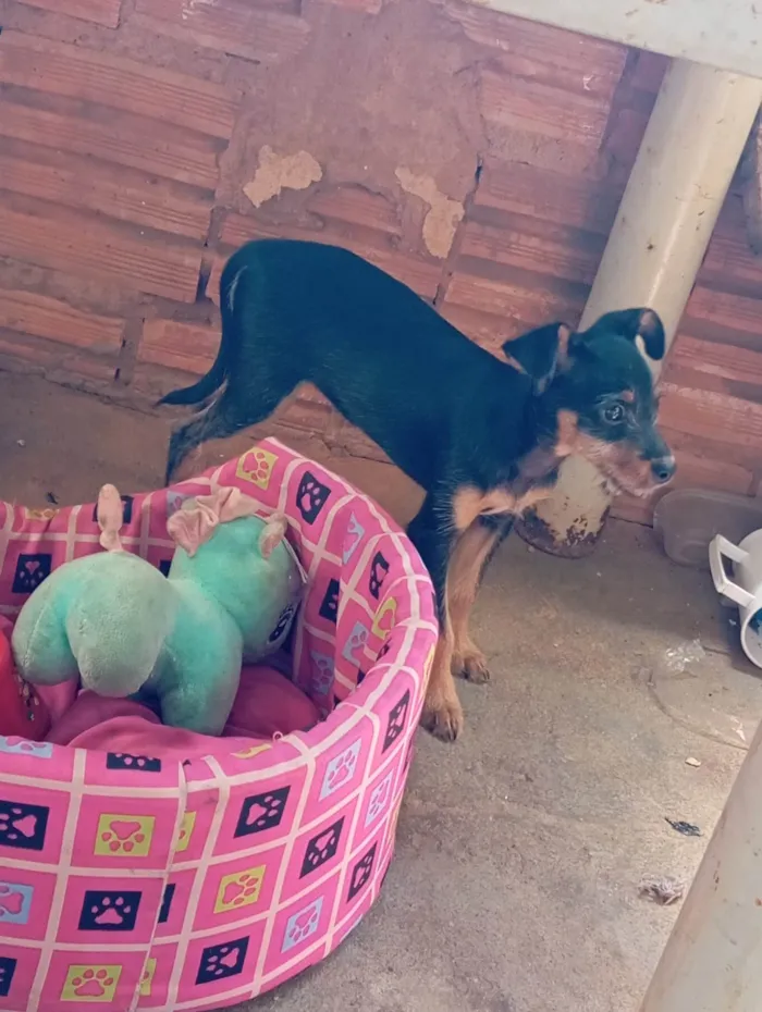 Cachorro ra a SRD-ViraLata idade 2 a 6 meses nome Cacau