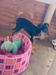 Cacau