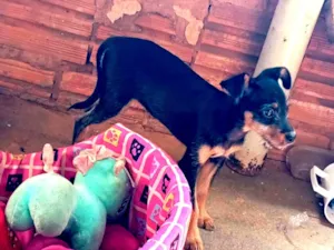 Cachorro raça SRD-ViraLata idade 2 a 6 meses nome Cacau