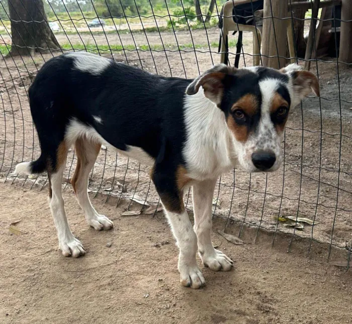 Cachorro ra a SRD-ViraLata idade 2 a 6 meses nome Bento