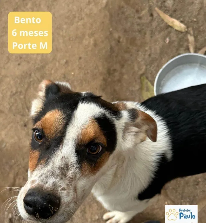 Cachorro ra a SRD-ViraLata idade 2 a 6 meses nome Bento