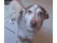 Pingo