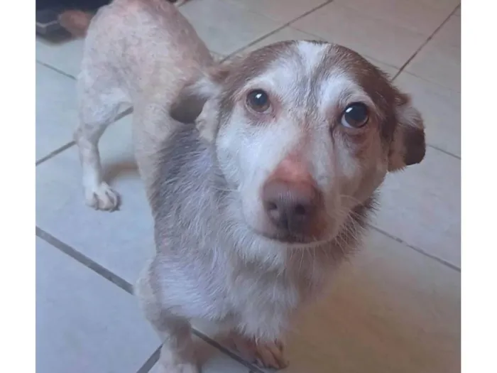 Cachorro ra a SRD-ViraLata idade 5 anos nome Pingo