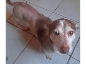 Cachorro raça SRD-ViraLata idade 5 anos nome Pingo