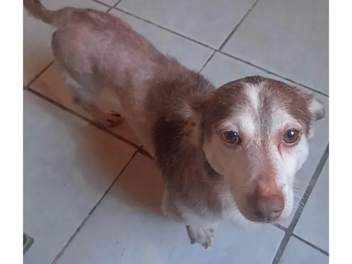 Cachorro ra a SRD-ViraLata idade 5 anos nome Pingo