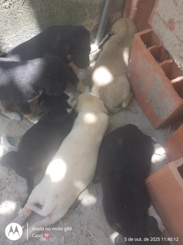 Cachorro ra a SRD-ViraLata idade Abaixo de 2 meses nome Cachorros 