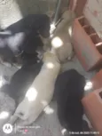 Cachorros