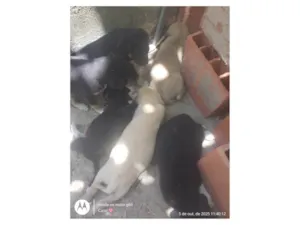 Cachorro raça SRD-ViraLata idade Abaixo de 2 meses nome Cachorros 