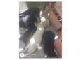 Cachorros