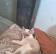 Lua
