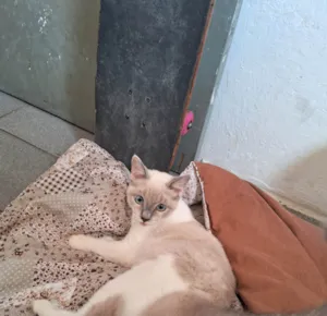 Gato raça Ragdoll idade 1 ano nome Lua