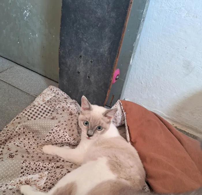 Gato ra a Ragdoll idade 1 ano nome Lua