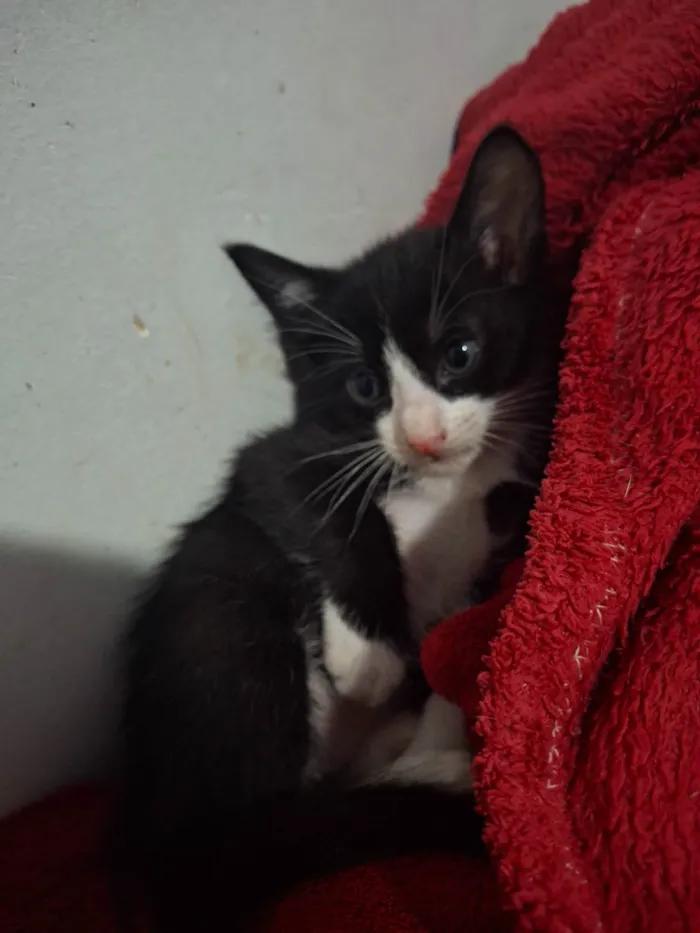 Gato ra a SRD-ViraLata idade Abaixo de 2 meses nome Bochan