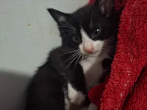 Gato raça SRD-ViraLata idade Abaixo de 2 meses nome Bochan