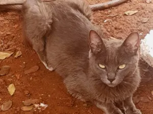 Gato raça SRD-ViraLata idade 1 ano nome Mia