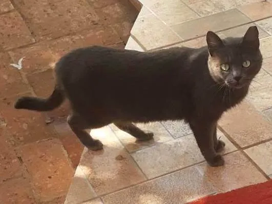 Gato ra a SRD-ViraLata idade 1 ano nome Mia