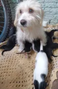 Bebês para adoção