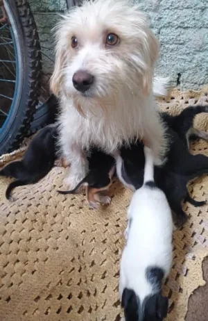 Cachorro raça SRD-ViraLata idade Abaixo de 2 meses nome Bebês para adoção