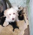 Bebês para adoção