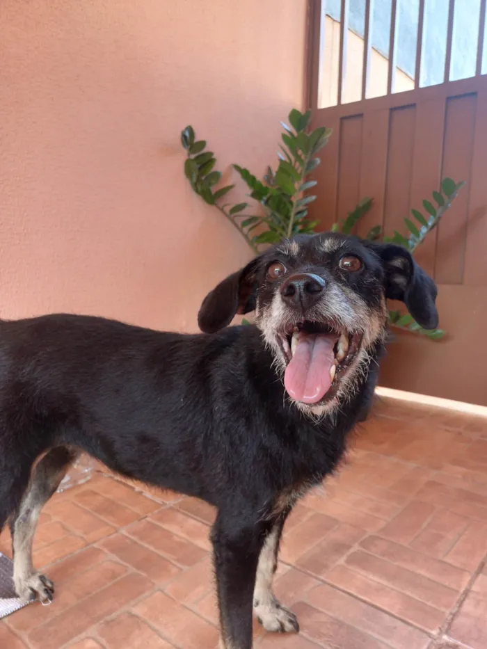 Cachorro ra a SRD-ViraLata idade 6 ou mais anos nome não tem nome