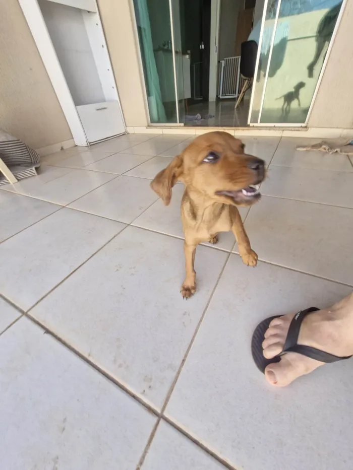 Cachorro ra a SRD-ViraLata idade Abaixo de 2 meses nome Cara