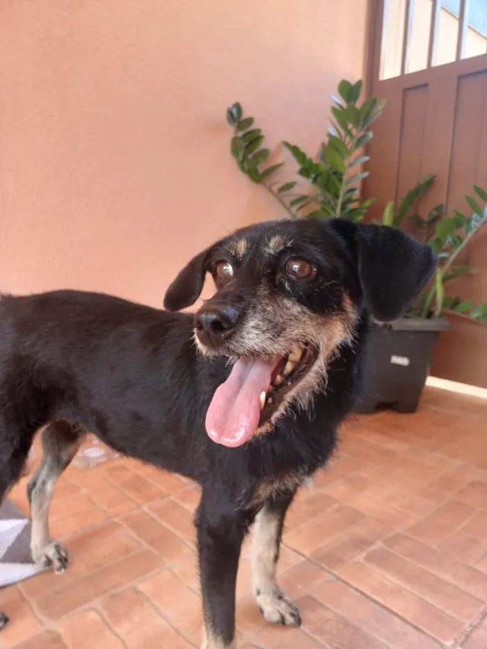 Cachorro ra a SRD-ViraLata idade 6 ou mais anos nome não tem nome