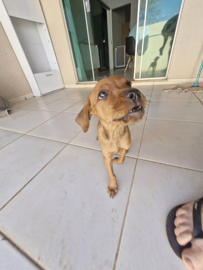 Cachorro ra a SRD-ViraLata idade Abaixo de 2 meses nome Cara