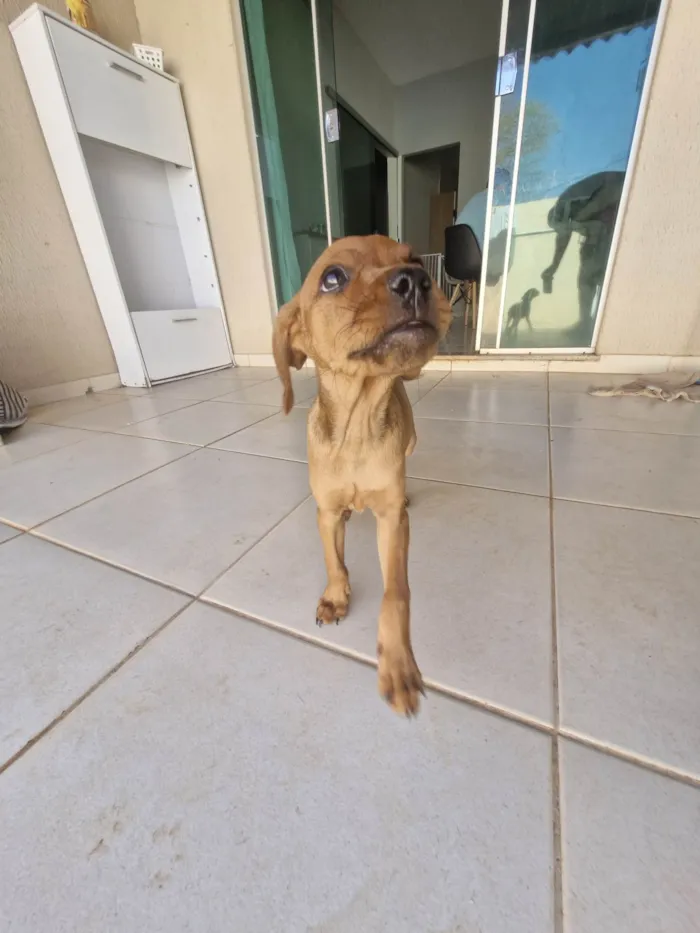 Cachorro ra a SRD-ViraLata idade Abaixo de 2 meses nome Cara