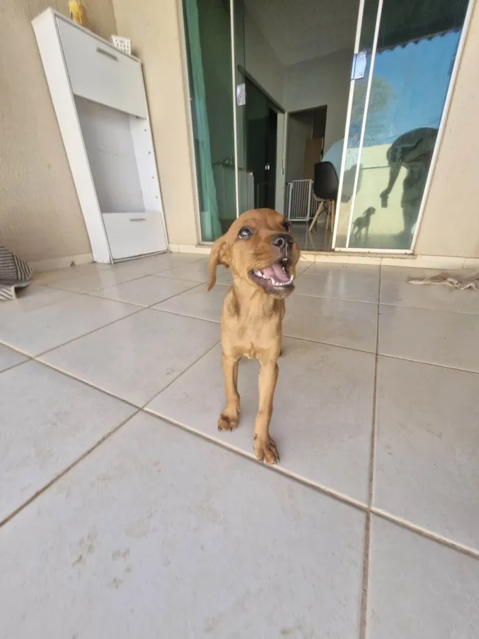 Cachorro ra a SRD-ViraLata idade Abaixo de 2 meses nome Cara