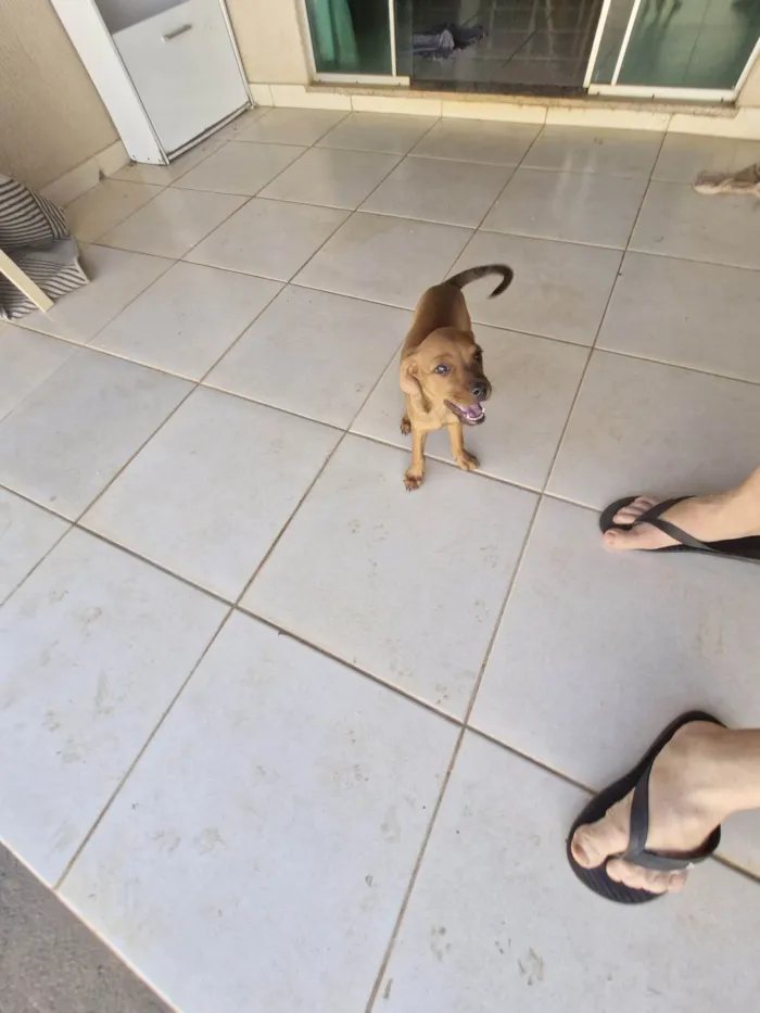 Cachorro ra a SRD-ViraLata idade Abaixo de 2 meses nome Cara