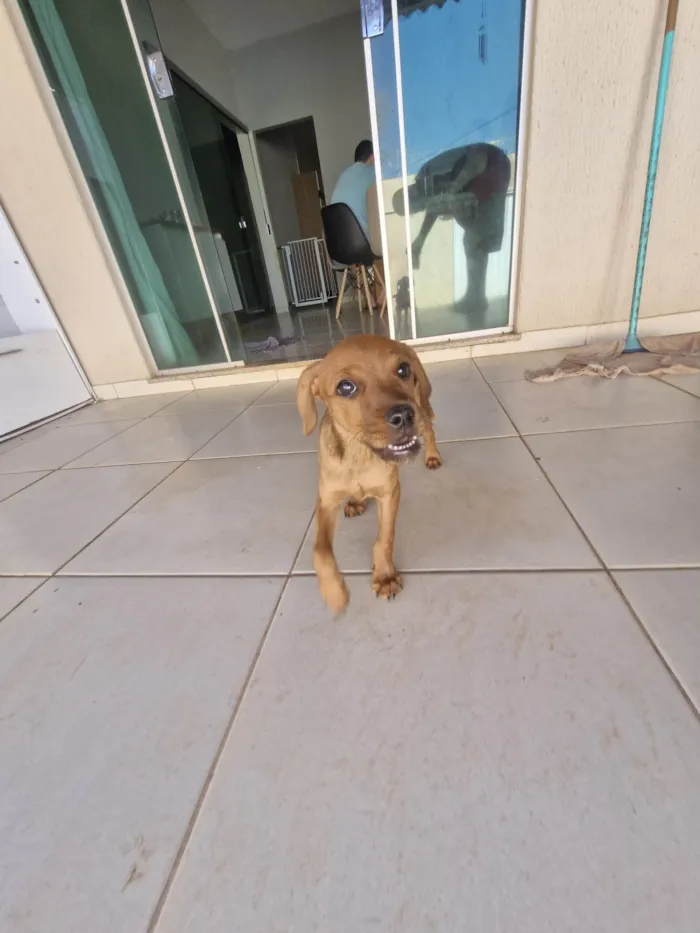 Cachorro ra a SRD-ViraLata idade Abaixo de 2 meses nome Cara