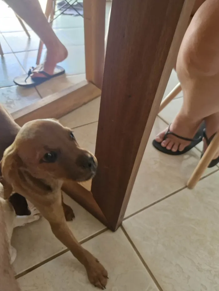 Cachorro ra a SRD-ViraLata idade Abaixo de 2 meses nome Cara