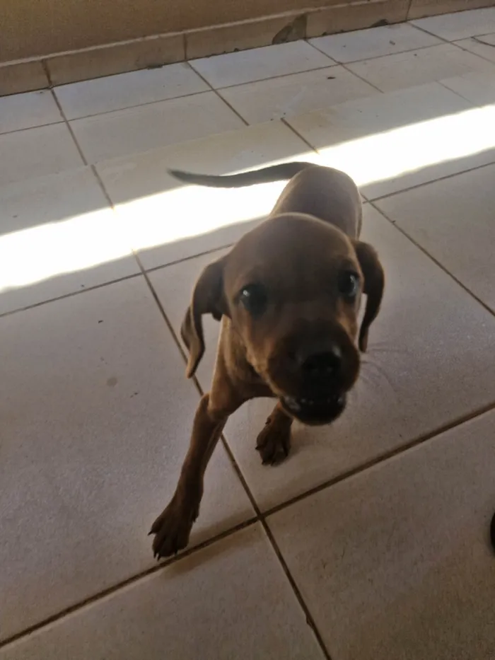 Cachorro ra a SRD-ViraLata idade Abaixo de 2 meses nome Cara