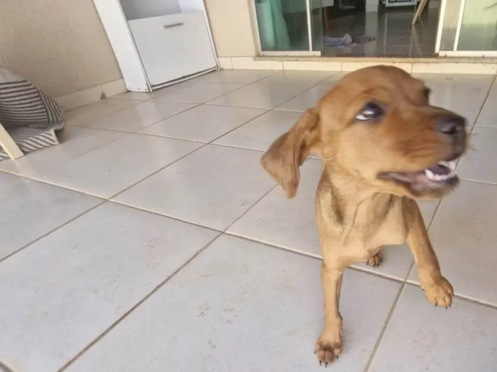 Cachorro ra a SRD-ViraLata idade Abaixo de 2 meses nome Cara