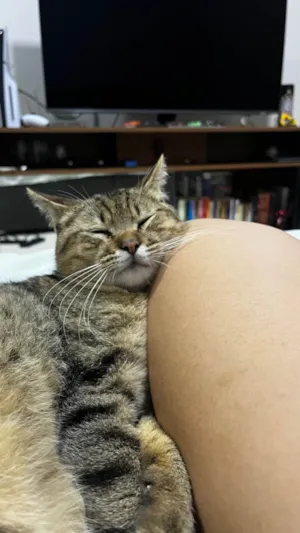 Gato raça SRD-ViraLata idade 2 a 6 meses nome Não tem nome