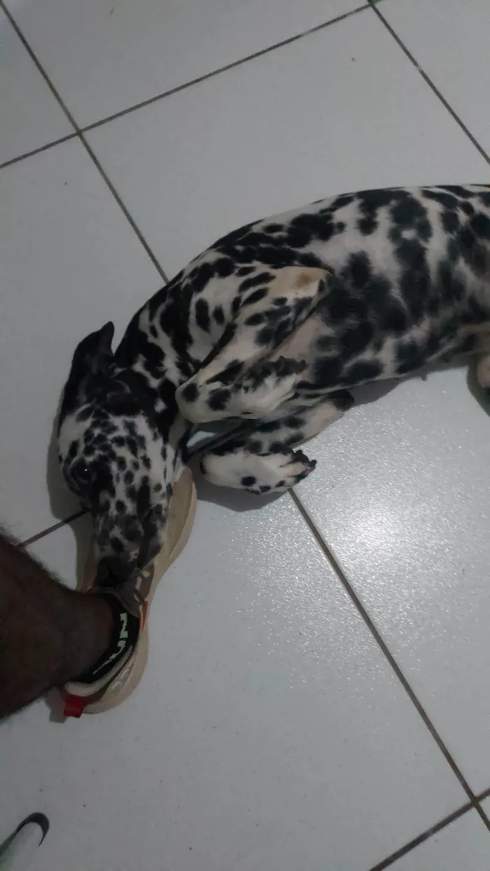 Cachorro ra a Dálmata idade 7 a 11 meses nome Jade