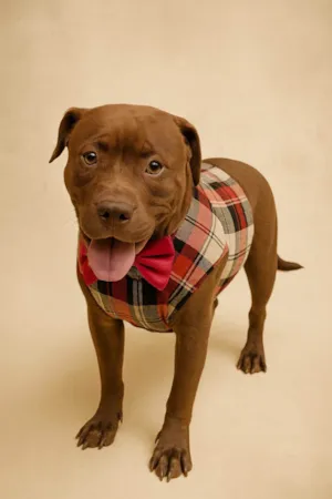 Cachorro raça Pit-Bull idade 7 a 11 meses nome Romeu 