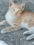 Gatinhos Precisando de um lar são 3 filhotes