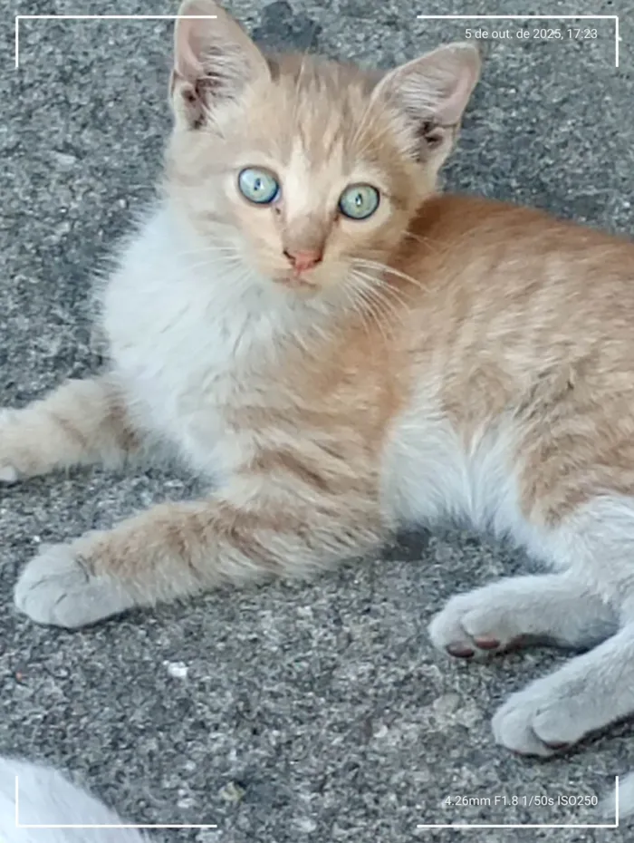 Gato ra a Angorá idade 2 a 6 meses nome Gatinhos Precisando de um lar são 3 filhotes