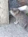 Gatinhos Precisando de um lar são 3 filhotes