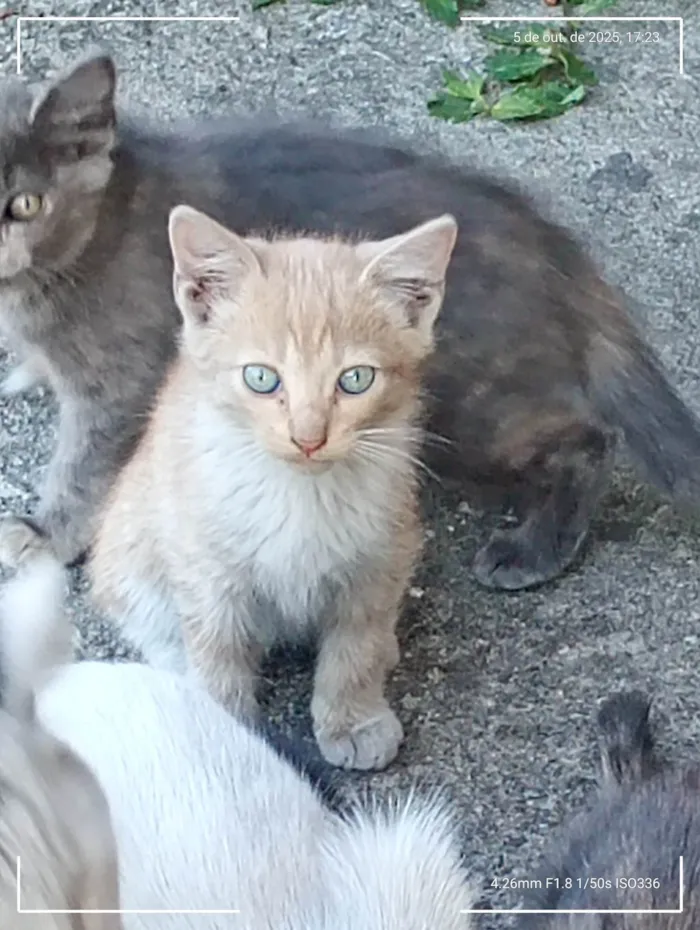 Gato ra a Angorá idade 2 a 6 meses nome Gatinhos Precisando de um lar são 3 filhotes
