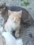 Gatinhos Precisando de um lar são 3 filhotes