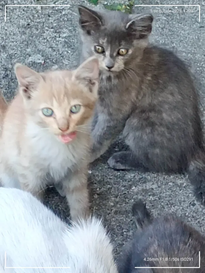 Gato ra a Angorá idade 2 a 6 meses nome Gatinhos Precisando de um lar são 3 filhotes