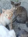 Gatinhos Precisando de um lar são 3 filhotes