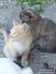 Gatinhos Precisando de um lar são 3 filhotes