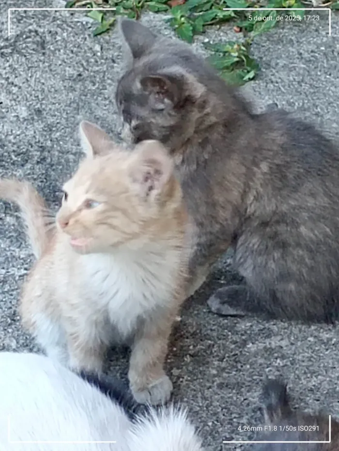 Gato ra a Angorá idade 2 a 6 meses nome Gatinhos Precisando de um lar são 3 filhotes
