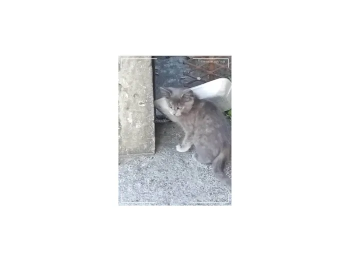Gato ra a Angorá idade 2 a 6 meses nome Gatinhos Precisando de um lar são 3 filhotes